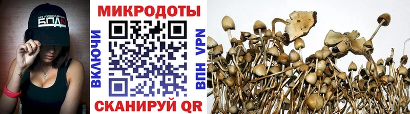 Псилоцибиновые грибы Psilocybine cubensis  Ядрин 